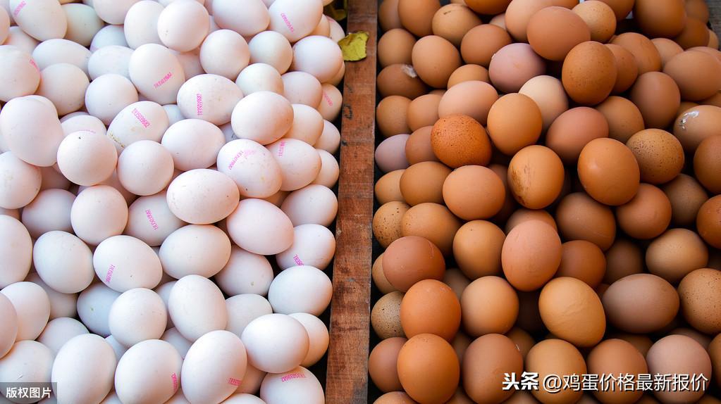 最新雞蛋價(jià)格今日行情報(bào)告，今日雞蛋價(jià)格更新