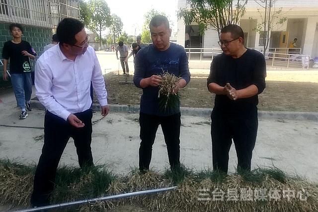三臺麥冬最新價格行情，變化中的機遇，激發(fā)成就感的源泉