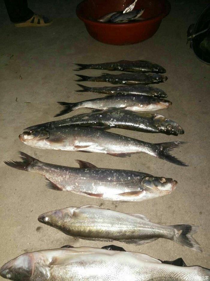 釣鱸魚比賽,釣鱸魚比賽步驟指南，從初學(xué)者到進(jìn)階用戶的全方位教程