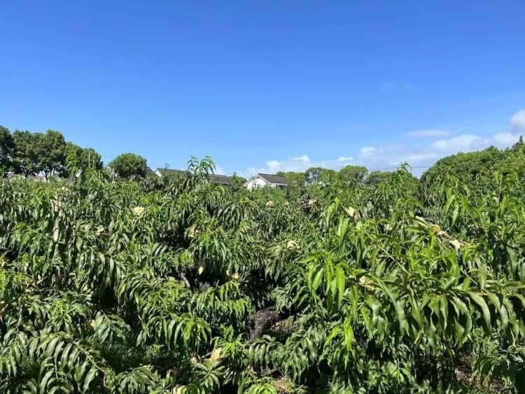 桃上市嘗鮮季節(jié)來(lái)襲！????