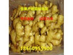 萊州生姜最新價格概覽，市場走勢、種植技術(shù)影響及案例分析